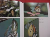沖縄の昆虫  　　  栗林慧　  著  　　  解説  　高良鉄夫  　東清二　　    学習研究社  　発行       　　　　  【沖縄・琉球・自然・生物・昆虫・蝶・トンボ・セミ・蜂・クモ類】