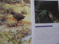琉球列島動物図鑑 　　 １ 　　 陸の脊椎動物  　　著者　 池原貞雄　  与那城義春　  宮城邦治 　 当山昌直    　　新星図書出版 　発行   　　 定価　９，０００円   　　　　    【沖縄・琉球・自然・生物】