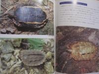 琉球列島動物図鑑 　　 １ 　　 陸の脊椎動物  　　著者　 池原貞雄　  与那城義春　  宮城邦治 　 当山昌直    　　新星図書出版 　発行   　　 定価　９，０００円   　　　　    【沖縄・琉球・自然・生物】