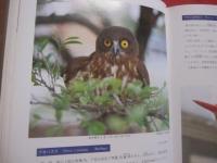 ☆琉球列島動物図鑑 　　 １ 　　 陸の脊椎動物  　　著者　 池原貞雄　  与那城義春　  宮城邦治 　 当山昌直    　　新星図書出版 　発行   　　 定価　９，０００円   　　　　    【沖縄・琉球・自然・生物】
