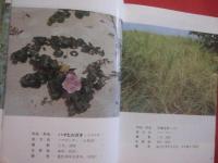 ★沖縄教材植物図鑑 　　     ―  路傍の草木  ―      　　      多和田真淳   監修     　　     仲真良英   著      　　沖縄時事出版   発行                【沖縄・琉球・自然・植物】