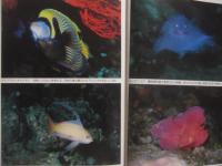 もっと知りたい魚の世界  　　  水中カメラマンのフィールドノート    　　大方洋二  　著 　　  ジャック・Ｔ・モイヤー用語解説 　付　　    サイン本　　　　    【自然・海洋生物・ダイビング】