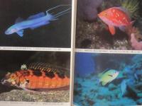 もっと知りたい魚の世界  　　  水中カメラマンのフィールドノート    　　大方洋二  　著 　　  ジャック・Ｔ・モイヤー用語解説 　付　　    サイン本　　　　    【自然・海洋生物・ダイビング】