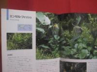 決定版　　   熱帯魚大図鑑 　　   撮影　  小林道信・ほか　　    文　  森 文俊・ほか　　    世界文化社 　 発行 　　   定価 　 ９，２２３円＋税  　　      【観賞魚・趣味・知識・繁殖・水槽】