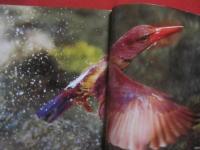アカショウビン  　　琉球の紅　　    写真・文  　福田啓人（ハイフォトアワード第一回最優秀受賞者）　　    雷鳥社  　発行   　　　　    【沖縄・琉球・自然・生物・鳥類・写真集】