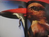 アカショウビン  　　琉球の紅　　    写真・文  　福田啓人（ハイフォトアワード第一回最優秀受賞者）　　    雷鳥社  　発行   　　　　    【沖縄・琉球・自然・生物・鳥類・写真集】