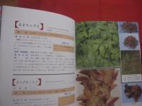 ☆誰にでもできる薬草の利用法    　    原色 　 沖縄の薬草百科       　 やさしい煎じ方と飲み方   　     カラー版       　        【沖縄・琉球・自然・植物・健康・民間療法】