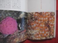 海の本  　　  企画・写真 　吉野雄輔  　　  角川書店　 発行　　    サイン本 　　　　   【写真本・自然・風景・海洋生物・魚類・軟体動物】