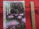 いつまでも　　    美ら花グループ創業６５周年記念誌   　　　　      【沖縄・琉球・歴史・文化・八重山・先島諸島、石垣市・竹富町観光大使・夏川りみ】