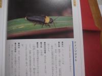 沖縄のホタル　　  陸生ホタルの飼育と観察    　　文 ・ 写真　 深石 隆司   　　 沖縄出版 　発行   　　　　      【沖縄・琉球・自然・生物・昆虫】