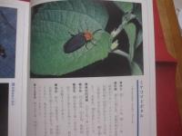沖縄のホタル　　  陸生ホタルの飼育と観察    　　文 ・ 写真　 深石 隆司   　　 沖縄出版 　発行   　　　　      【沖縄・琉球・自然・生物・昆虫】