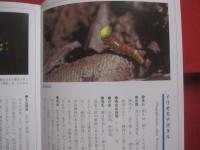 沖縄のホタル　　  陸生ホタルの飼育と観察    　　文 ・ 写真　 深石 隆司   　　 沖縄出版 　発行   　　　　      【沖縄・琉球・自然・生物・昆虫】