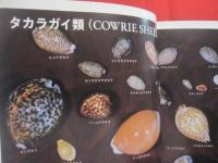沖縄の自然　　  貝の世界   　　 カラー百科シリーズ １０   　　 白井祥平 　 著   　　 新星図書  　発行  　　　　     【沖縄・琉球・自然・海洋生物・軟体動物・図鑑】