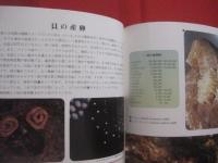 沖縄の自然　　  貝の世界   　　 カラー百科シリーズ １０   　　 白井祥平 　 著   　　 新星図書  　発行  　　　　     【沖縄・琉球・自然・海洋生物・軟体動物・図鑑】