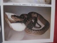 ☆改訂  　ハブと人間    　　吉田朝啓 　著 　　   琉球新報社 　発行 　　                    【沖縄・琉球・自然・生物・動物・爬虫類・知識】