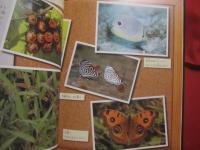 トリックアート図鑑 　　   だまし絵  　　  監修　  北岡明佳 　　   構成・文　  グループ・コロンブス　　    あかね書房　  発行  　　　　     【かくし絵・目の錯覚】