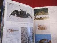 ☆沖縄の貝・カニ・エビ        　  　　 【沖縄・琉球・自然・生物・動物・図鑑】