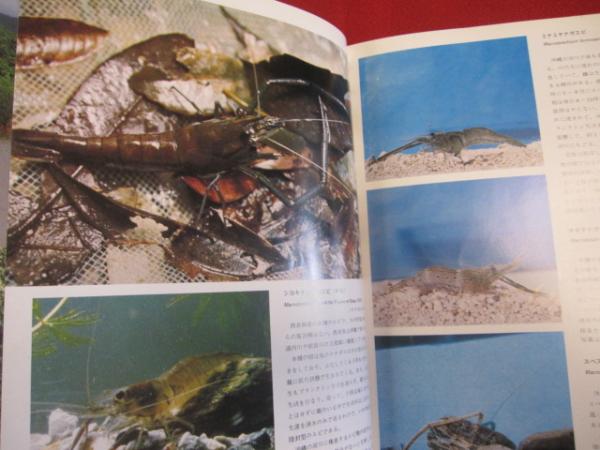 ☆沖縄の貝・カニ・エビ 【沖縄・琉球・自然・生物・動物・図鑑