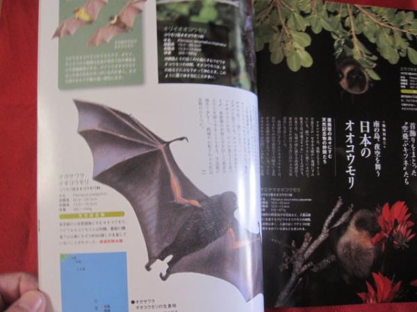 週刊日本の天然記念物動物編 南海の孤島に舞う ダイトウオオコウモリと沖縄 小笠原のオオコウモリ 沖縄 琉球 歴史 文化 離島 動物 自然 古本 中古本 古書籍の通販は 日本の古本屋 日本の古本屋 週刊日本の天然記念物動物編 南海の孤島に舞う ダイトウオオコウモリと沖縄 小笠原のオオコウモリ 沖縄 琉球 歴史 文化 離島 動物 自然 古本 中古本 古書籍の通販は 日本の古本屋 日本の古本屋