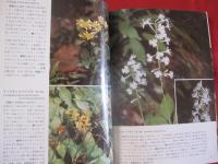 沖縄の山野の花 【沖縄・琉球・自然・植物】