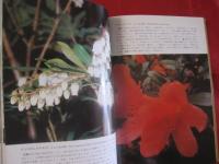 沖縄の山野の花    　　  多和田 　真淳　 ・　 高良　 拓夫　  著  　　    風土記社 　 発行 　　　　         【沖縄・琉球・自然・植物】