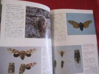 沖縄の昆虫類 【沖縄・琉球・自然・生物】