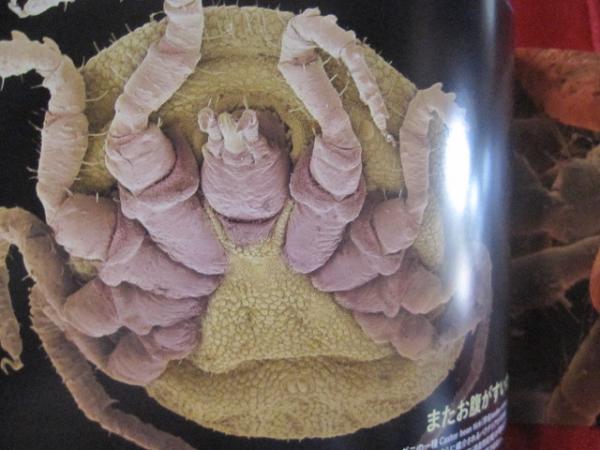 夢に出そうなミクロ生物 電子顕微鏡がとらえた奇妙で不可思議な世界 文華堂書店 古本 中古本 古書籍の通販は 日本の古本屋 日本の古本屋 夢に出そうなミクロ生物 電子顕微鏡がとらえた奇妙で不可思議な世界 文華堂書店 古本 中古本 古書籍の通販は 日本の古本屋 日本の古本屋