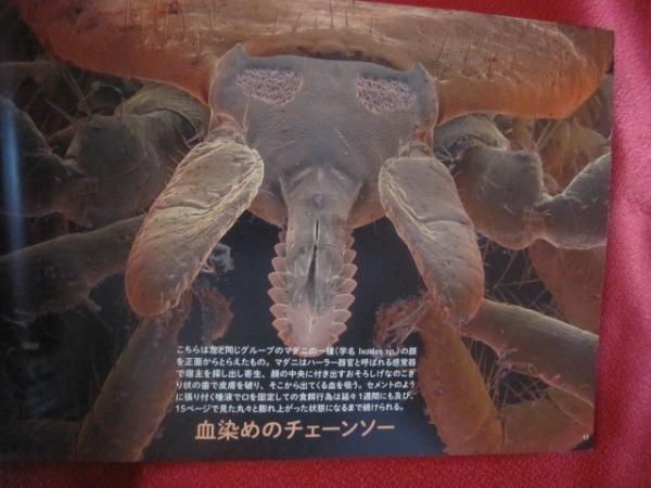 夢に出そうなミクロ生物 電子顕微鏡がとらえた奇妙で不可思議な世界 文華堂書店 古本 中古本 古書籍の通販は 日本の古本屋 日本の古本屋