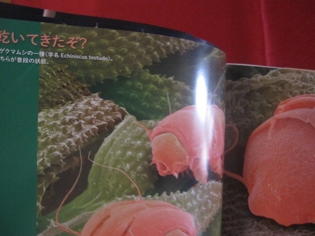 夢に出そうなミクロ生物 電子顕微鏡がとらえた奇妙で不可思議な世界 文華堂書店 古本 中古本 古書籍の通販は 日本の古本屋 日本の古本屋 夢に出そうなミクロ生物 電子顕微鏡がとらえた奇妙で不可思議な世界 文華堂書店 古本 中古本 古書籍の通販は 日本の古本屋 日本の古本屋