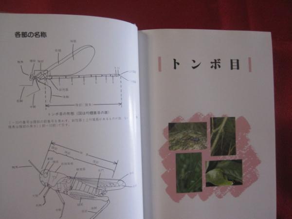 沖縄昆虫野外観察図鑑 第4巻 トンボ目 直翅目 その他の昆虫 【沖縄