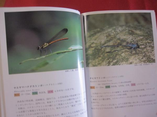 沖縄昆虫野外観察図鑑 第4巻 トンボ目 直翅目 その他の昆虫 【沖縄