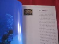 サンゴ礁の世界 ＣＯＲＡＬ ＲＥＥＦ 白井祥平著 【沖縄・琉球・海洋生物】