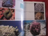サンゴ礁の世界 ＣＯＲＡＬ ＲＥＥＦ 白井祥平著 【沖縄・琉球・海洋生物】