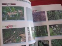 沖縄県の絶滅のおそれのある野生動物 レッドデータおきなわ 【沖縄・琉球・自然・生物・植物】