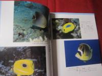 サンゴ礁の華 南の海を彩る魚たち 【沖縄・琉球・自然・生物・動物・魚類・図鑑】