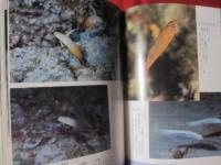 サンゴ礁の華 南の海を彩る魚たち 【沖縄・琉球・自然・生物・動物・魚類・図鑑】