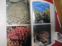 ☆沖縄のサンゴと熱帯魚　　　　　　　　　 【沖縄・琉球・海洋生物・魚類・生物・自然・写真集】