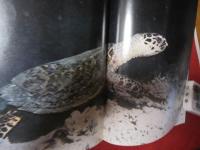 ☆沖縄のサンゴと熱帯魚　　　　　　　　　 【沖縄・琉球・海洋生物・魚類・生物・自然・写真集】
