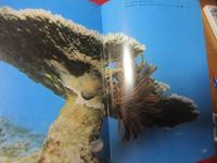 ☆沖縄のサンゴと熱帯魚　　　　　　　　　 【沖縄・琉球・海洋生物・魚類・生物・自然・写真集】