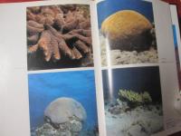 沖縄のサンゴと熱帯魚　　　　　　　　　　 【沖縄・琉球・海洋生物・魚類・生物・自然・写真集】
