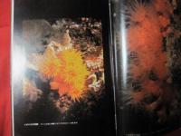 沖縄のサンゴと熱帯魚　　　　　　　　　　 【沖縄・琉球・海洋生物・魚類・生物・自然・写真集】