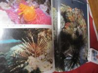 沖縄のサンゴと熱帯魚　　　　　　　　　　 【沖縄・琉球・海洋生物・魚類・生物・自然・写真集】