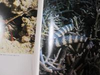 沖縄のサンゴと熱帯魚　　　　　　　　　　 【沖縄・琉球・海洋生物・魚類・生物・自然・写真集】