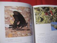 琉球の蝶 【沖縄・琉球・自然・生物・動物・昆虫】