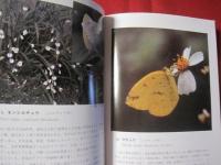 琉球の蝶 【沖縄・琉球・自然・生物・動物・昆虫】