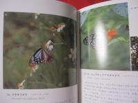 琉球の蝶 【沖縄・琉球・自然・生物・動物・昆虫】