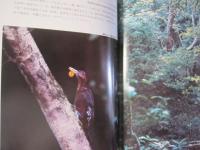 カラー百科シリーズ　　　 沖縄の自然 　　　 [野鳥] 　　　　 【沖縄・琉球・自然・生物・動物・鳥類】