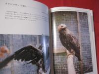 カラー百科シリーズ　　　 沖縄の自然 　　　 [野鳥] 　　　　 【沖縄・琉球・自然・生物・動物・鳥類】