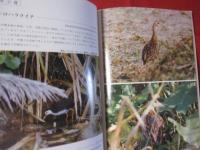 カラー百科シリーズ　　　 沖縄の自然 　　　 [野鳥] 　　　　 【沖縄・琉球・自然・生物・動物・鳥類】