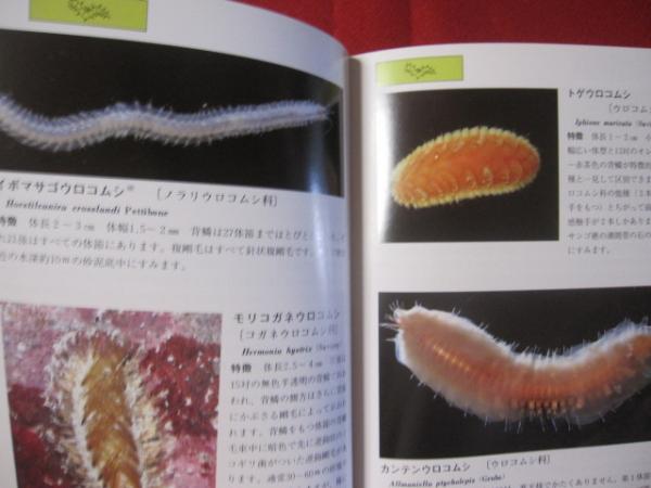 沖縄海中生物図鑑 第１１巻 ヒトデ ナマコ ゴカイ イソギンチャク その他 沖縄 琉球 自然 生物 動物 監修 財団法人 海中公園センター 古本 中古本 古書籍の通販は 日本の古本屋 日本の古本屋